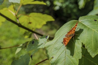 A colourful butterfly (C butterfly, Polygonia c-album) with orange and black patterns rests on a