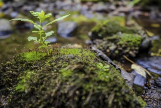 A delicate plant sprouts on a stone covered in moss, while the calm waters of a stream flow in the