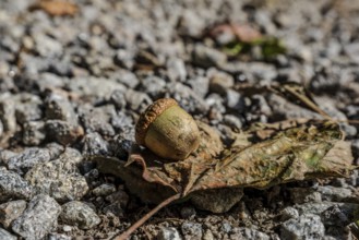 An acorn sits on a withered leaf, surrounded by gravel. The natural surroundings show the
