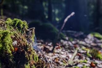 A thin spider's web catches the light of the sun in a quiet forest. The ground is covered with moss