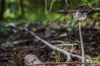 A single mushroom (hare's foot, Coprinopsis lagopus) stands majestically on the forest floor,