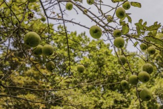Numerous green apples (Malus domestica) grow on the branches of an apple tree in the garden. The