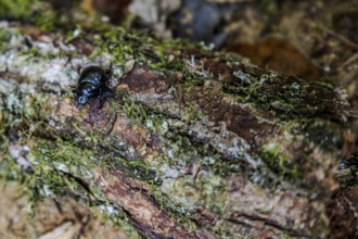 A forest dung beetle (Anoplotrupes stercorosus) moves over a damp, moss-covered tree trunk in a