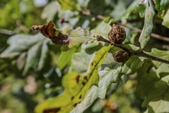 The photo shows oak leaves (Quercus robur) and closed buds on a sunny day in early autumn. The