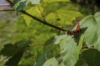 A butterfly (C butterfly, Polygonia c-album) sits on a leaf while the sun shines through the green