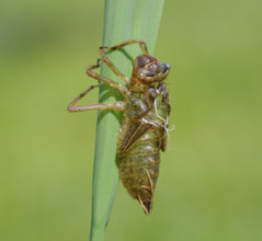 Dragonfly larva skin. Heidenreichstein, Austria