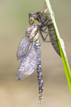 Southern Hawker or Blue Darner (Aeshna cyanea), dragonfly freshly emerging, attached to larva skin.