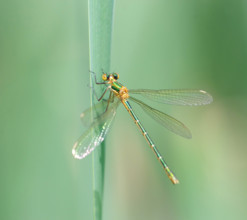 Emerald Damselfly (Lestes spec) . Dudley, England, United Kingdom