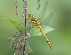 Common Darter (Sympetrum striolatum), female. Dudley, England, United Kingdom