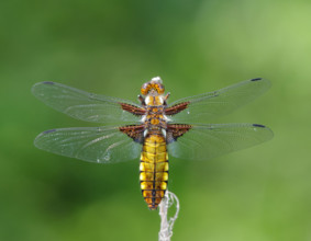 Broad-bodied chaser (Libellula depressa), female perched on reed. Dudley, England, United Kingdom