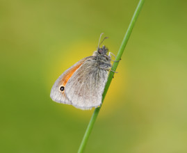 Small Heath butterfly (Coenonympha pamphilus) against buttercup