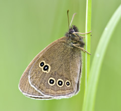 Ringlet (Aphantopus hyperantus) . Dudley, England, United Kingdom