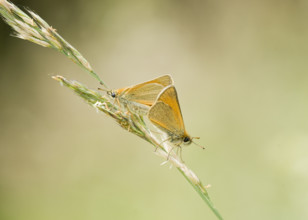 Small Skippers mating (Thymelicus sylvestris) . Heidenreichstein, Austria