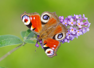 European Peacock (Inachis io, Io nymphalis) Heidenreichstein, Austria