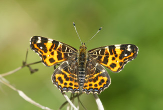 Map Butterfly (Araschnia levana), Heidenreichstein, Austria