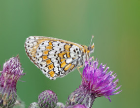 Glanville Fritillary (melitaea cinxia) . Dudley, England, United Kingdom