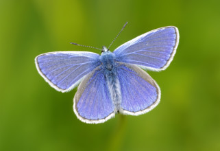 Common Blue Butterfly (Polyommatus Icarus), Male. Dudley, England, United Kingdom
