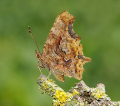 Side view of Comma (Polygonia c-album, Nymphalis c-album, Nymphalis urticae) . Heidenreichstein,