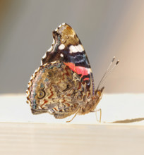 Red Admiral (Vanessa atalanta) on my table. Heidenreichstein, Lower Austria