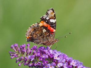 Red Admiral (Vanessa atalanta) in search of nectar on Buddleya. Heidenreichstein, Lower Austria