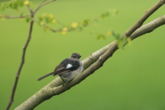 A small Oriental magpie-robin (Copsychus saularis) perched on a branch against a softly blurred