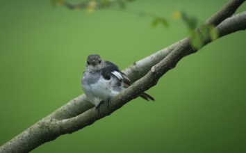 A small Oriental magpie-robin (Copsychus saularis) perched on a branch against a softly blurred