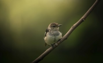 A small Oriental magpie-robin (Copsychus saularis) perched on a branch against a softly blurred