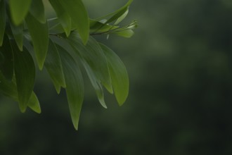 A close-up of Earleaf acacia (Acacia auriculiformis) leaf branch against a blurry natural