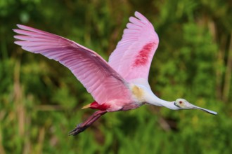 Roseate spoonbill in the air with spread pink wings against a natural backdrop, Roseate spoonbill