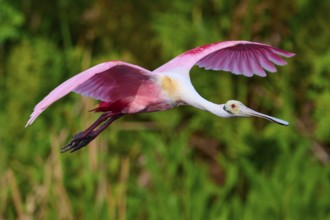 A flying Roseate Spoonbill with spread wings in front of a green background in nature, Roseate