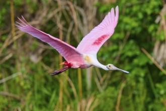 Flying pink bird shows vitality in a green natural landscape, Roseate Spoonbill (Ajaja ajaja),
