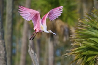 Pink bird flying high in a natural environment full of trees, Roseate Spoonbill (Ajaja ajaja),