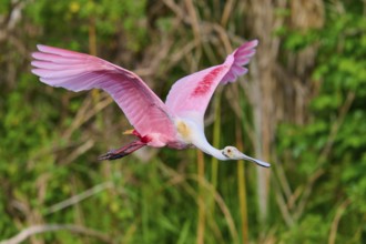 Pink bird energetically flying through a green natural scenery, Roseate Spoonbill (Ajaja ajaja),