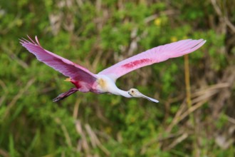 Pink bird in full motion flying through green nature, Roseate Spoonbill (Ajaja ajaja), Orlando