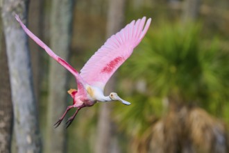 Pink bird flying through a natural environment with palm trees in the background, Roseate Spoonbill
