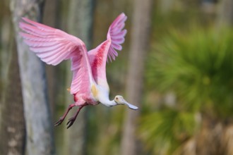 Dynamic image of a pink bird with flying wings in nature, Roseate Spoonbill (Ajaja ajaja), Orlando
