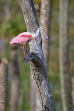 A pink bird stands on a tree trunk in dense forest areas, Roseate Spoonbill (Ajaja ajaja), Orlando