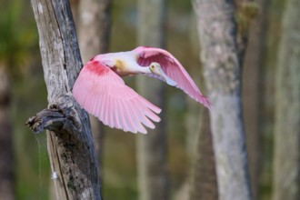 Bird with pink wings in flight next to a tree, symbolising freedom, Roseate Spoonbill (Ajaja