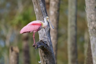 Pink bird sitting on a tree trunk in a forest, surrounded by nature, Roseate Spoonbill (Ajaja