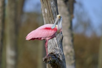 A pink bird sitting on a tree trunk in nature, Roseate Spoonbill (Ajaja ajaja), Orlando Wetlands,