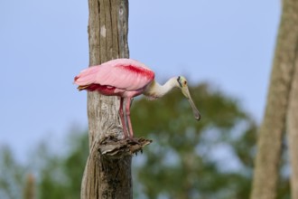 Pink bird sitting attentively on a tree trunk in the open air, Roseate Spoonbill (Ajaja ajaja),