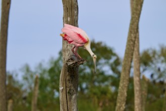 A bird with pink plumage looks into the distance from a tree trunk, Roseate Spoonbill (Ajaja
