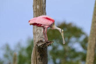 Pink bird on a tree trunk in a naturally wooded environment, Roseate Spoonbill (Ajaja ajaja),