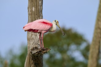 A bird with pink plumage sits on a tree trunk against a blue sky, Roseate Spoonbill (Ajaja ajaja),