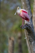 A pink bird sitting on a tree trunk in a natural environment, Roseate Spoonbill (Ajaja ajaja),