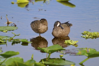 Two ducks in the water between green plants, resting peacefully and reflecting in the still water,