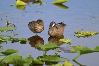 Two ducks in the water between green plants, resting peacefully and reflecting in the still water,