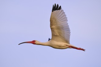 A white bird hovers in the blue sky with its red beak, White Ibis, Snowy Ibis (Eudocimus albu),