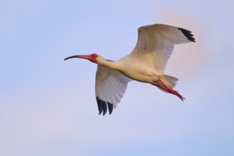 A white bird with red accents flies over a blue sky, White Ibis, Snowy Ibis (Eudocimus albu),