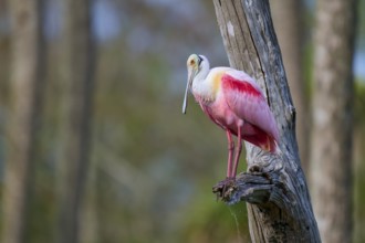 A pink bird sitting on a tree trunk in a forest, Roseate Spoonbill (Ajaja ajaja), Orlando Wetlands,